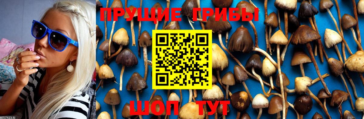 Псилоцибиновые грибы Psilocybine cubensis  Вход с VPN  Альметьевск 